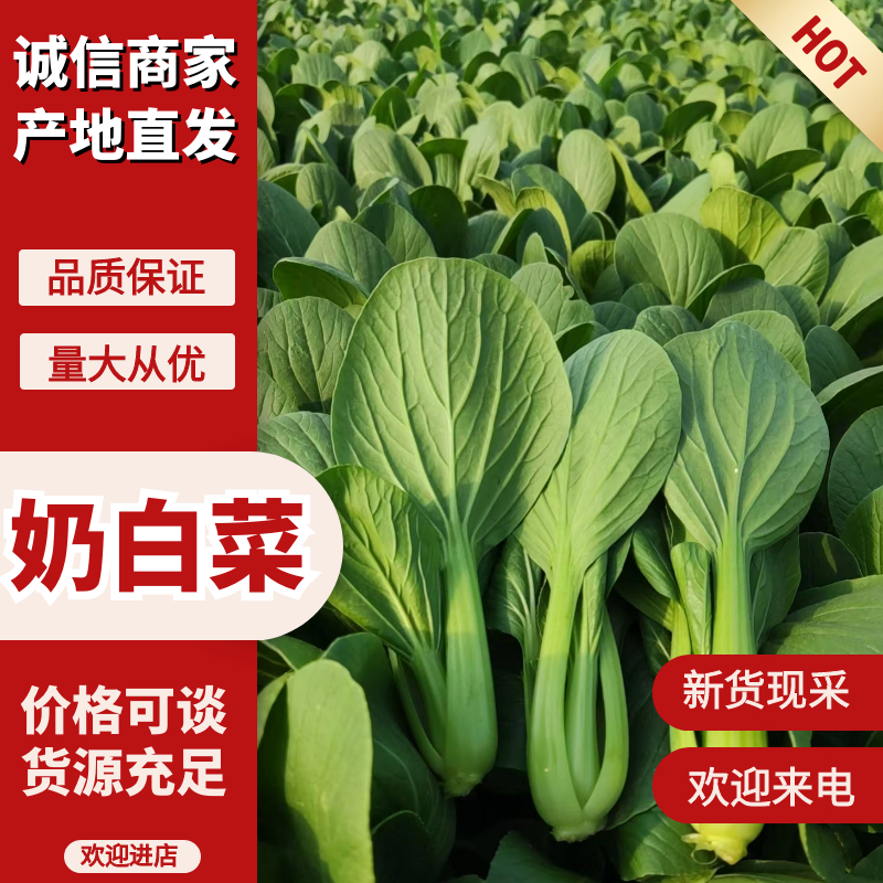 山东曹县奶白菜丨《推荐》诚信代办全国冷链发货致电联系