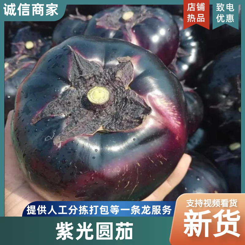 【紫光圆茄】山东精品圆茄紫光圆茄产地直销量大从优对接全国