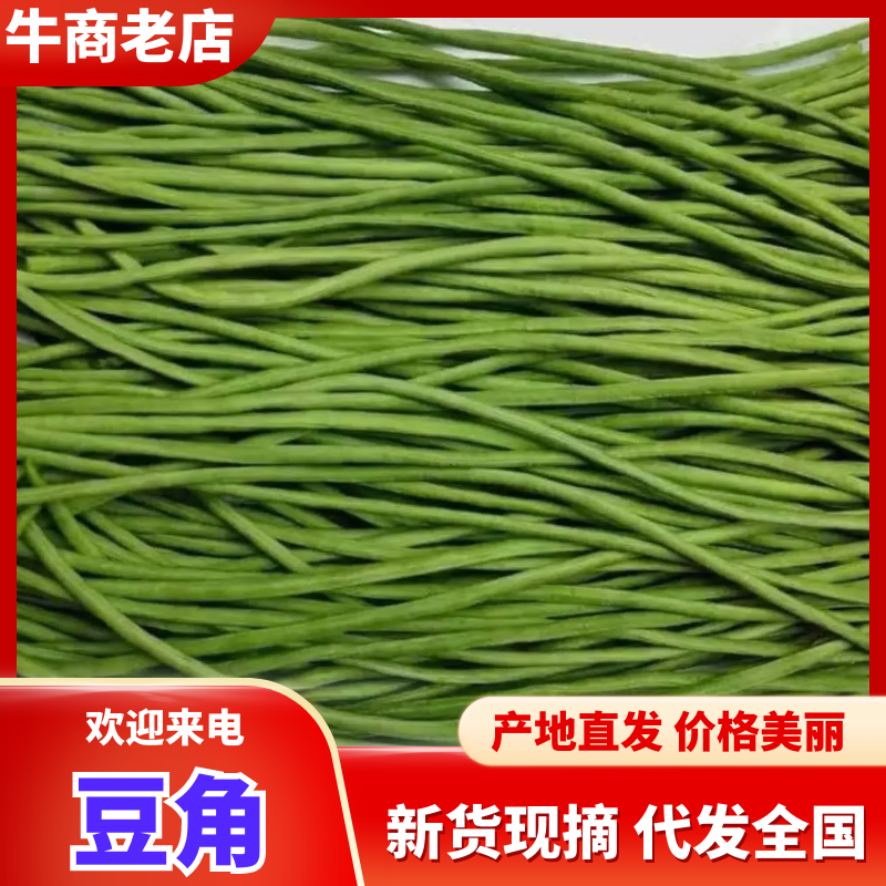 青条豆角精品豆角现摘现发产地直销量大从优可视频对接全国