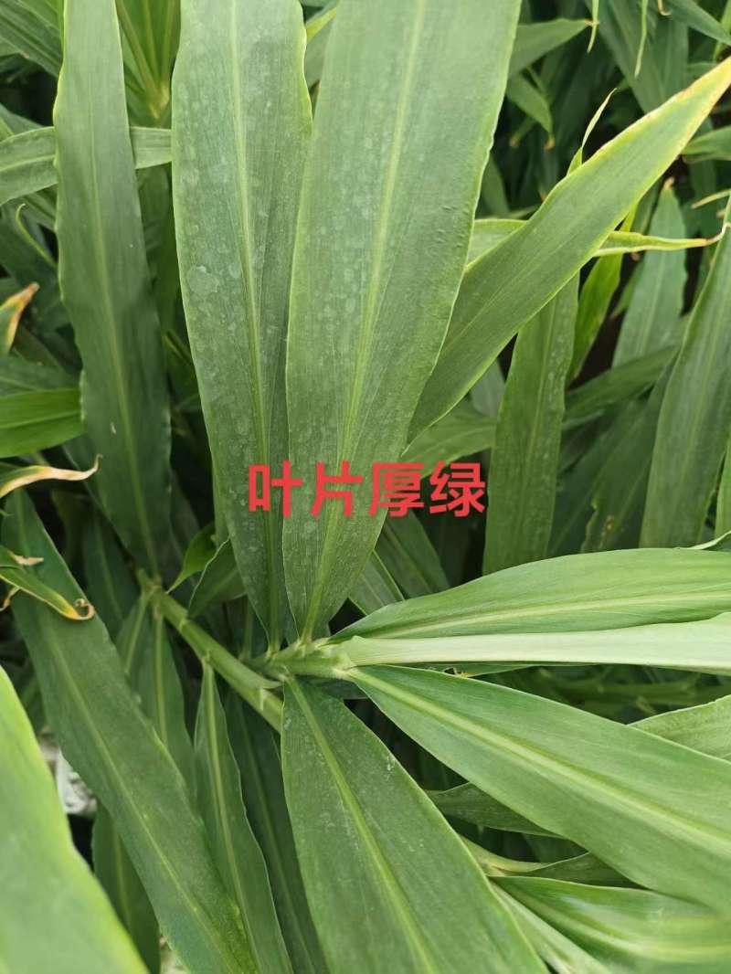 姜种平行4鲜姜，嫩姜，货源充足，有需要的老板直接联系