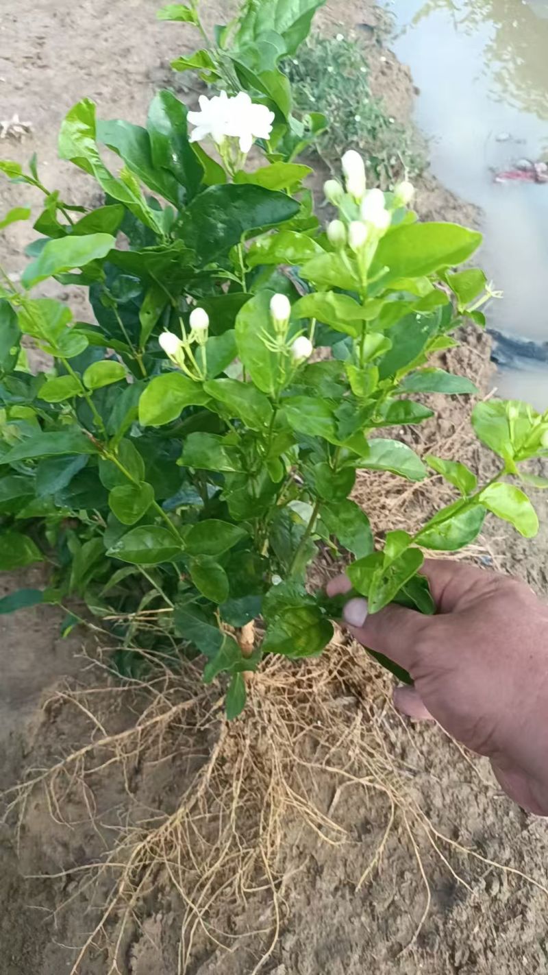 大量供应独杆茉莉花苗散苗带花苞发货根枝粗壮分枝多