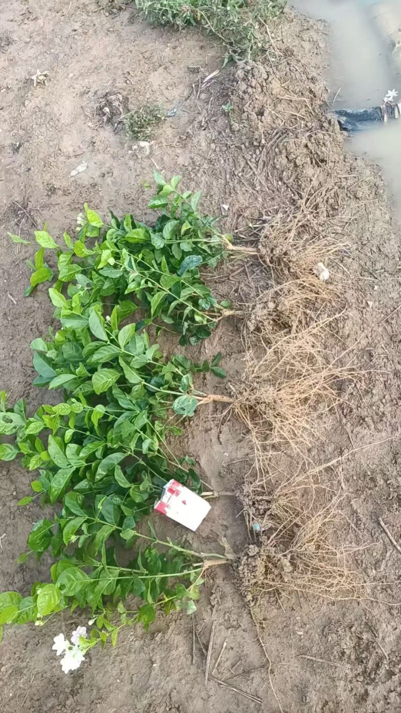 大量供应独杆茉莉花苗散苗带花苞发货根枝粗壮分枝多