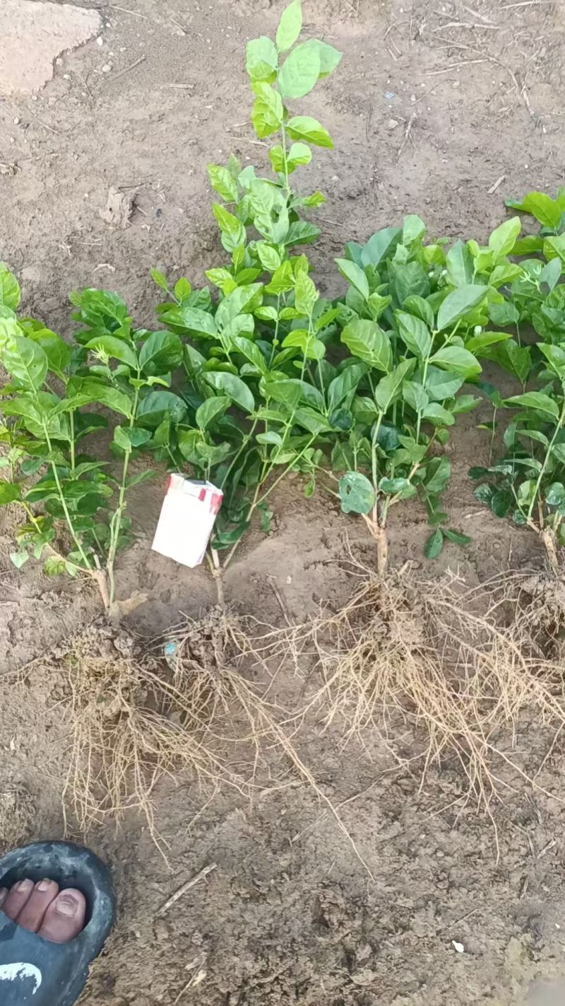 大量供应独杆茉莉花苗散苗带花苞发货根枝粗壮分枝多