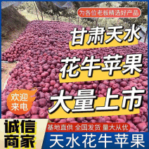 甘肃天水花牛苹果/基地直供/现摘现发/欢迎来电洽谈