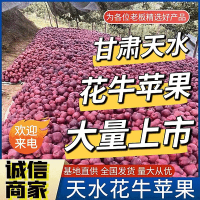 甘肃天水花牛苹果/基地直供/现摘现发/欢迎来电洽谈