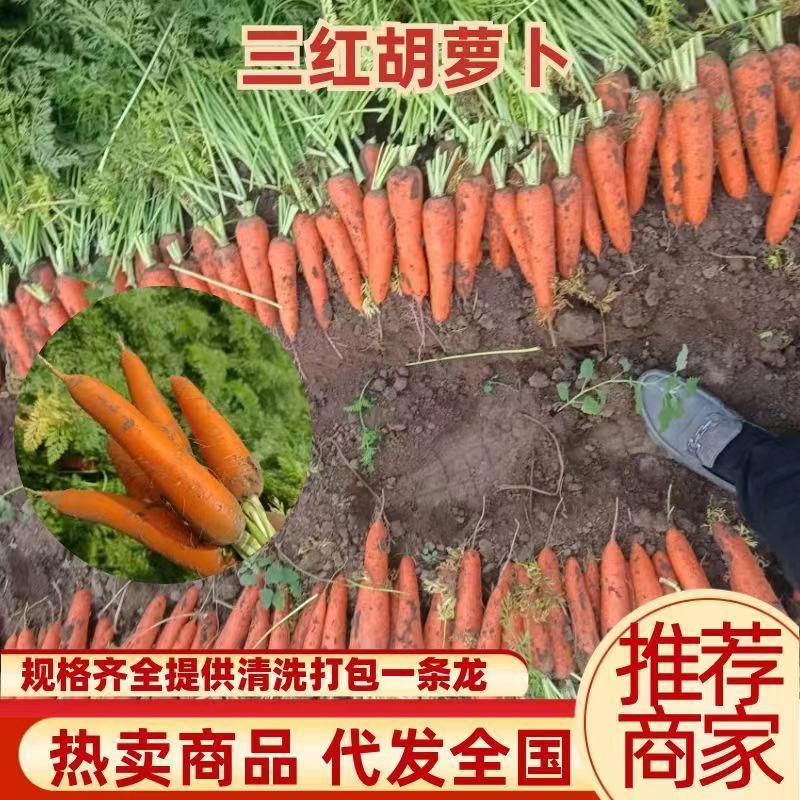 陕西榆林胡萝卜大量上市中电商超市批发市场，支持线上看货