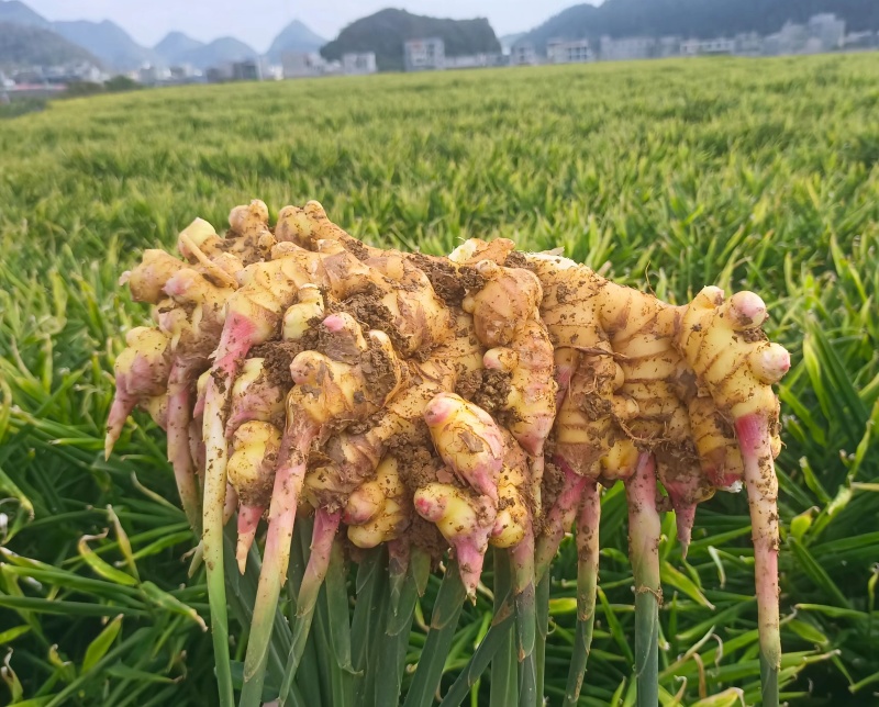 小黄姜/湖南黄姜/生姜/产地直发/量大从优/一手货源