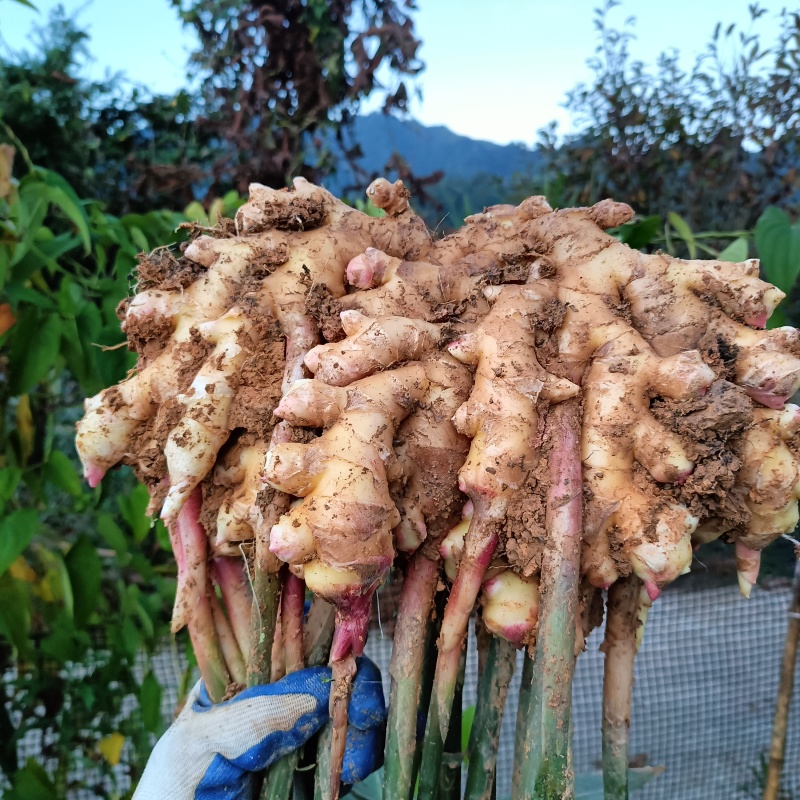 小黄姜/湖南黄姜/生姜/产地直发/量大从优/一手货源