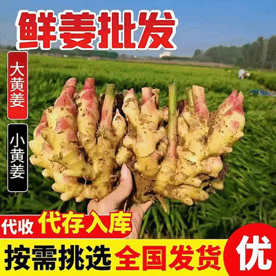 精品泥姜大黄姜水洗加工风干一体化/市场/出口/电商/
