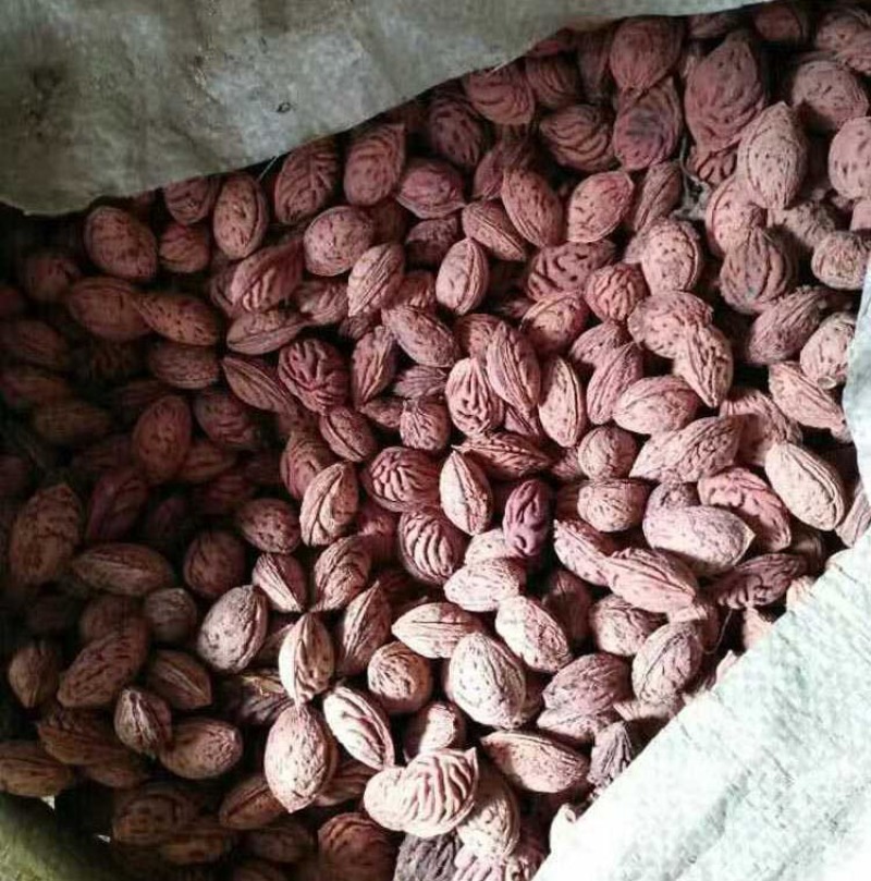 毛桃种子
