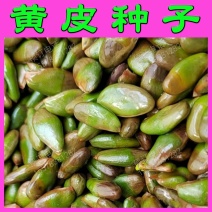 黄皮果种子