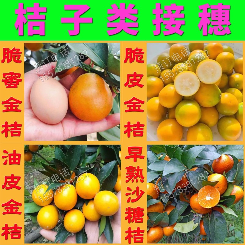 第三代脆蜜金桔枝条脆蜜金柑枝条脆密正宗果园现剪枝条品种保