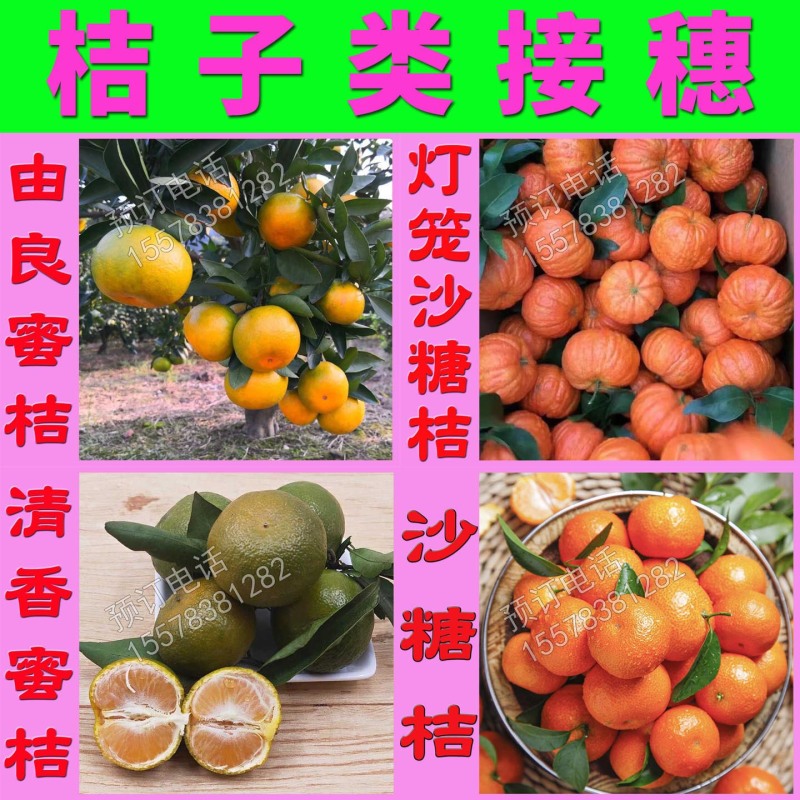 第三代脆蜜金桔枝条脆蜜金柑枝条脆密正宗果园现剪枝条品种保