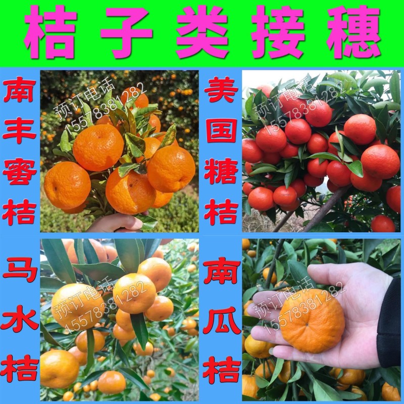 第三代脆蜜金桔枝条脆蜜金柑枝条脆密正宗果园现剪枝条品种保