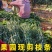 第三代脆蜜金桔枝条脆蜜金柑枝条脆密正宗果园现剪枝条品种保
