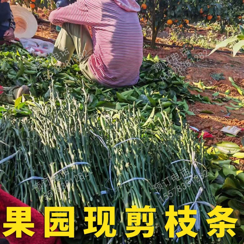 第三代脆蜜金桔枝条脆蜜金柑枝条脆密正宗果园现剪枝条品种保