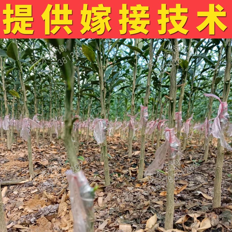 第三代脆蜜金桔枝条脆蜜金柑枝条脆密正宗果园现剪枝条品种保