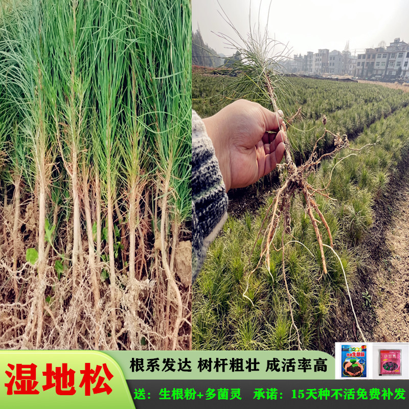 湿地松苗美国松刮油松一手货源基地直销量大从优专车专送
