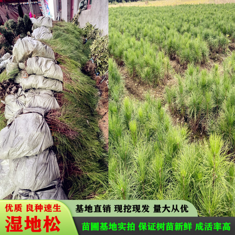 湿地松苗美国松刮油松一手货源基地直销量大从优专车专送