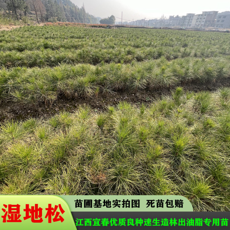 湿地松苗美国松刮油松一手货源基地直销量大从优专车专送