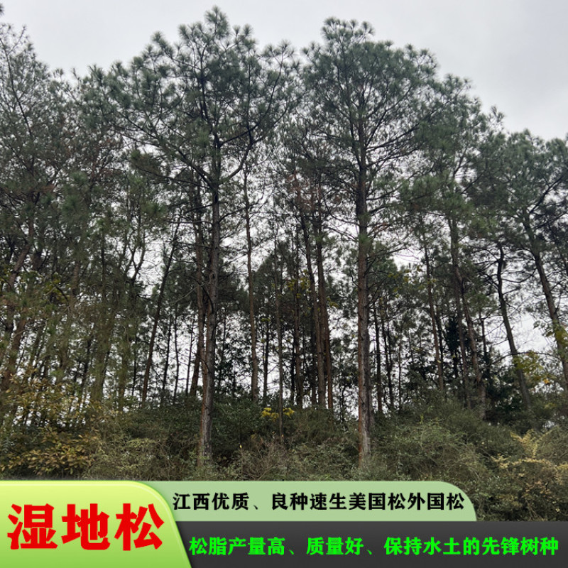 湿地松苗美国松刮油松一手货源基地直销量大从优专车专送