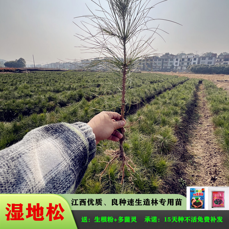 湿地松苗美国松刮油松一手货源基地直销量大从优专车专送