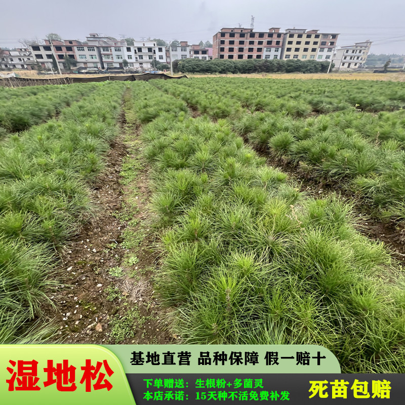 湿地松苗美国松刮油松一手货源基地直销量大从优专车专送