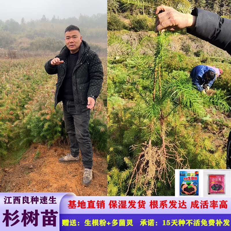 杉树苗刺杉苗一手货源基地直销现挖现发保湿发货死苗包赔