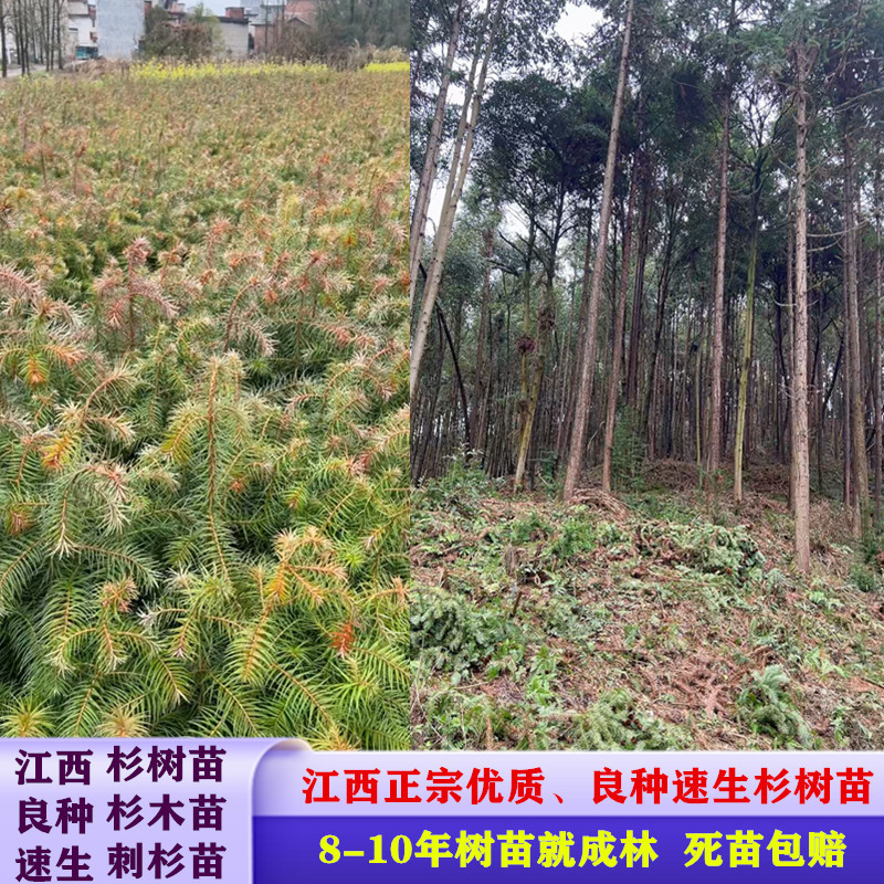 杉树苗刺杉苗一手货源基地直销现挖现发保湿发货死苗包赔