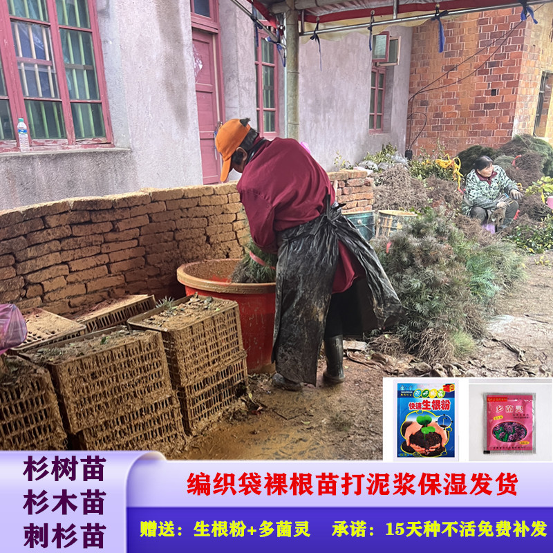 杉树苗刺杉苗一手货源基地直销现挖现发保湿发货死苗包赔