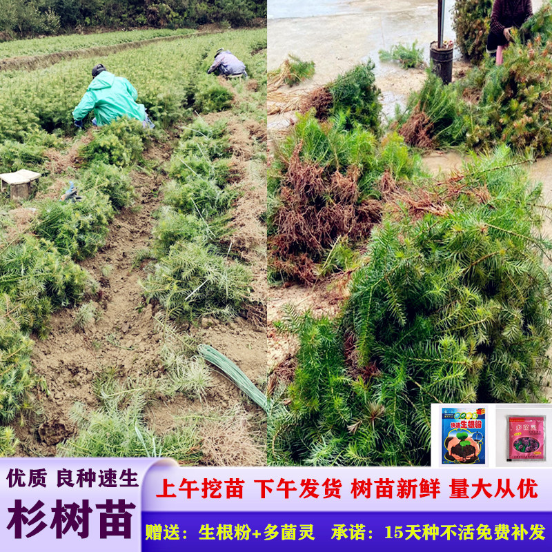 杉树苗刺杉苗一手货源基地直销现挖现发保湿发货死苗包赔