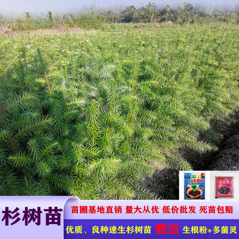 杉树苗刺杉苗一手货源基地直销现挖现发保湿发货死苗包赔