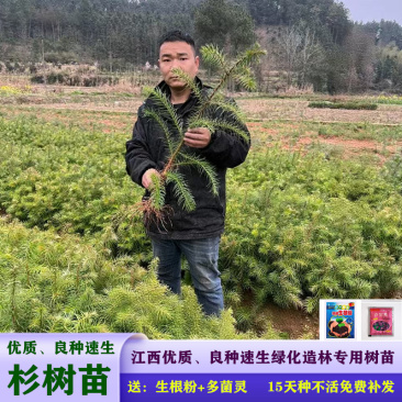 杉树苗刺杉苗一手货源基地直销现挖现发保湿发货死苗包赔