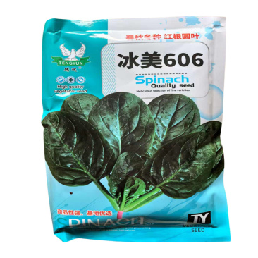 冰美606菠菜种子三系杂交中熟圆大叶菠菜种子高产春秋