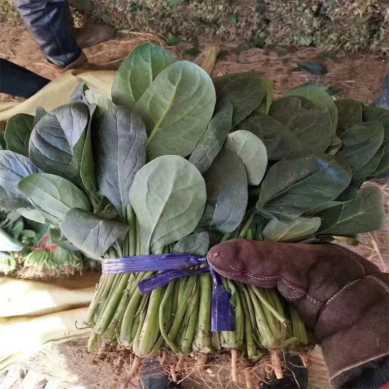冰美606菠菜种子三系杂交中熟圆大叶菠菜种子高产春秋