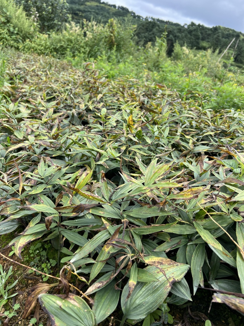 云南黄精种苗成活率高价格美丽质量好走货快欢迎询价热卖