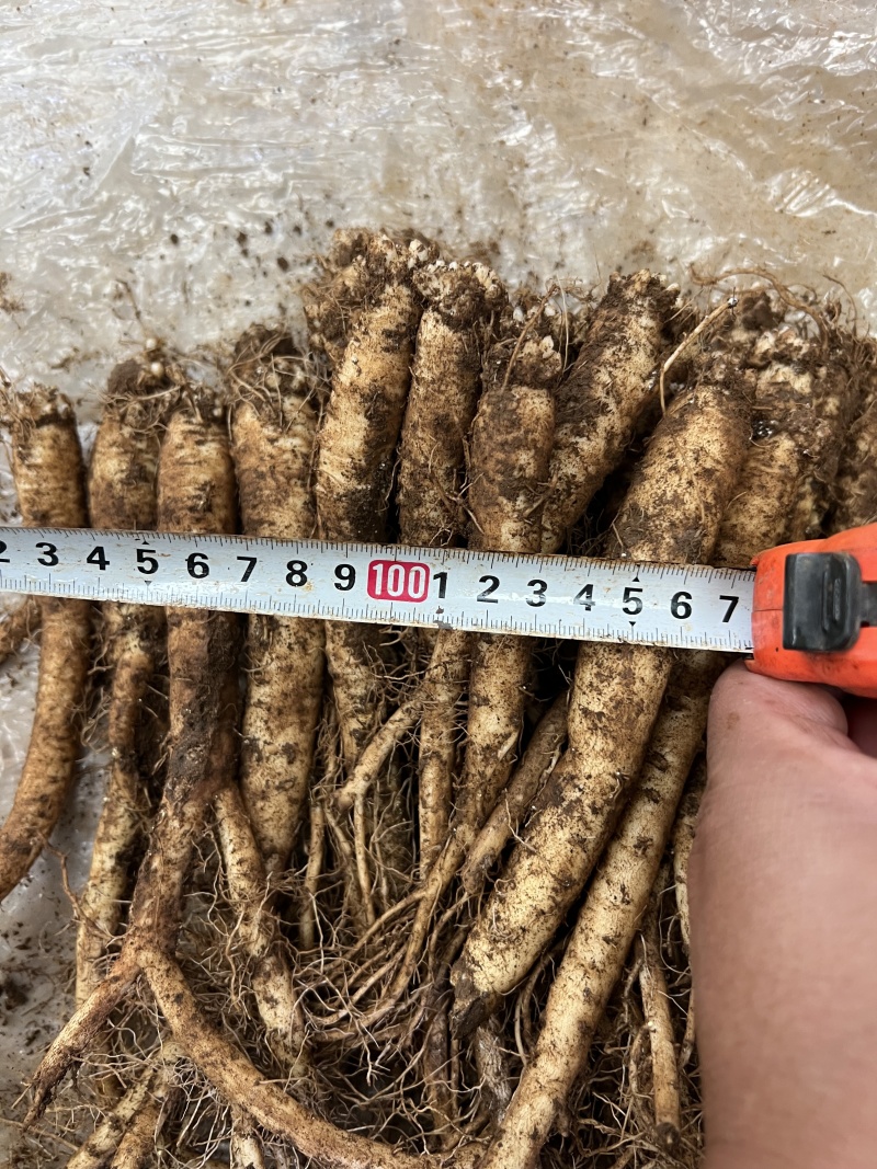 云南高品质臭参价格美丽质量好走货快欢迎询价正在热卖