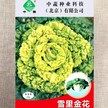 中蔬雪里金花种籽黄心乌乌塌菜种子种孑春秋冬菜小白菜冬天菜