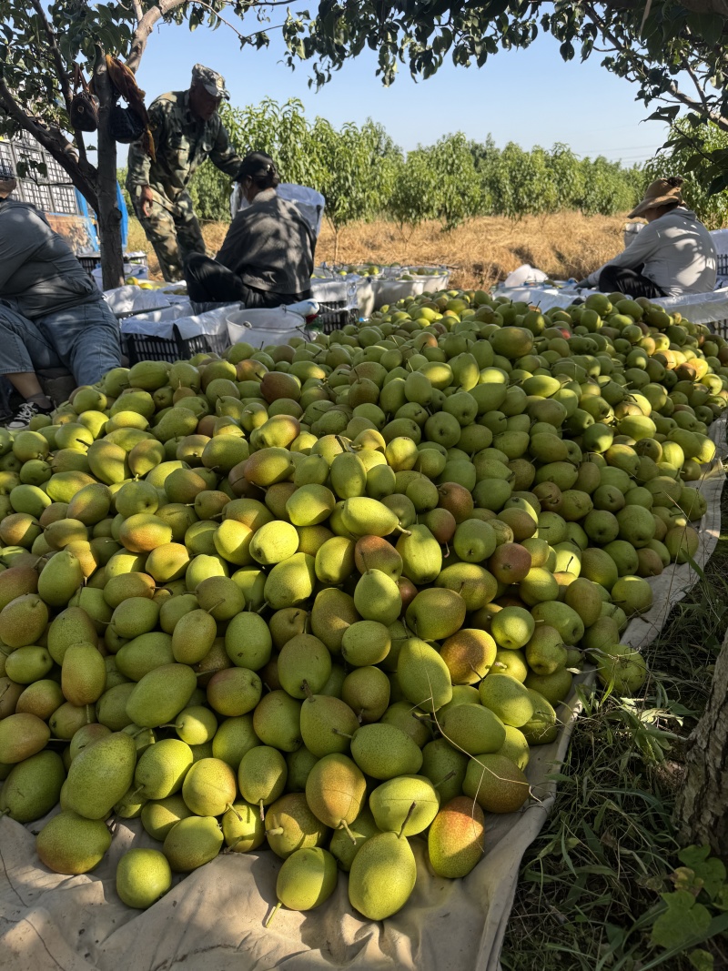 红香酥梨品质保证服务周到产地直发价格美丽