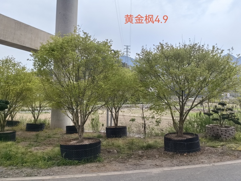 大量黄金枫树上市成活率高品质保证各种规格都有欢迎来电