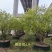 大量黄金枫树上市成活率高品质保证各种规格都有欢迎来电
