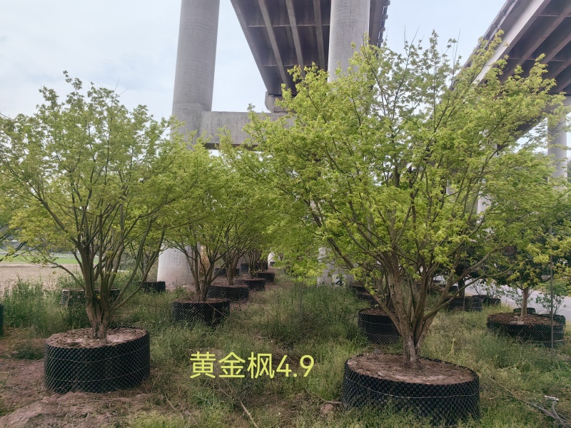 大量黄金枫树上市成活率高品质保证各种规格都有欢迎来电