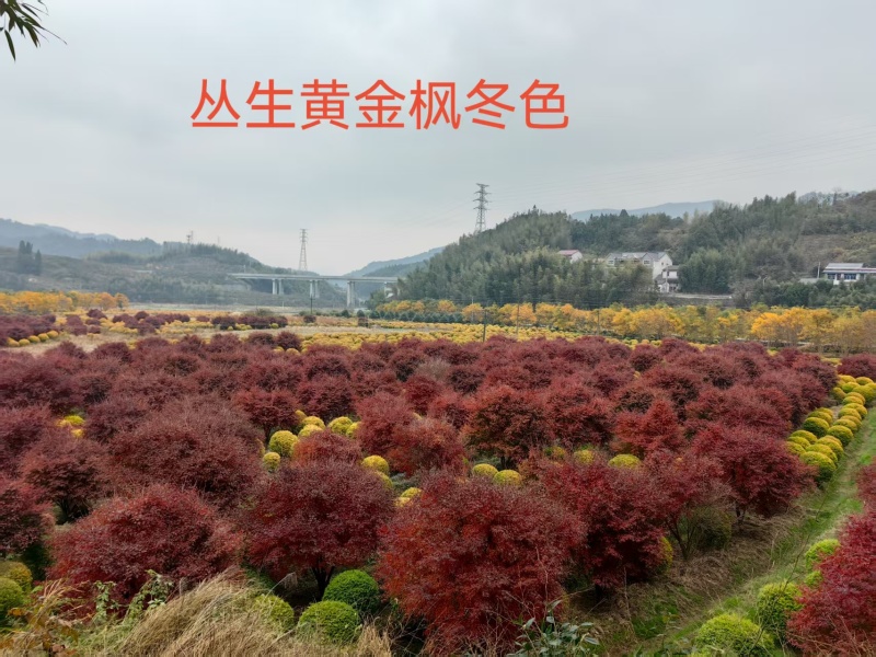 大量黄金枫树上市成活率高品质保证各种规格都有欢迎来电