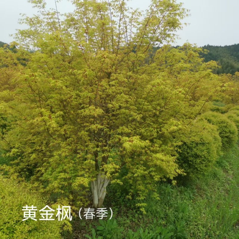 大量黄金枫树上市成活率高品质保证各种规格都有欢迎来电