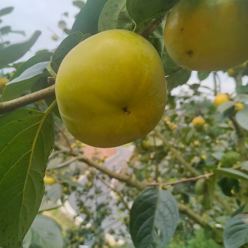 精品太秋甜柿货源充足量大从优质量保证咨询