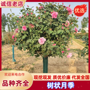【树状月季】月季树苗圃直发规格齐全提供技术全国发货
