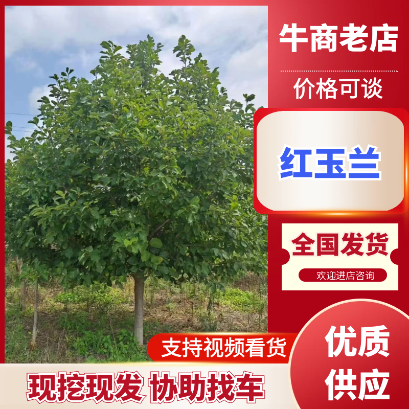 【红玉兰】玉兰树地径12公分规格齐全树形优美成活率高