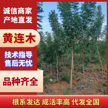 【黄连木】优质黄连木3-4公分成活率高提供技术支持