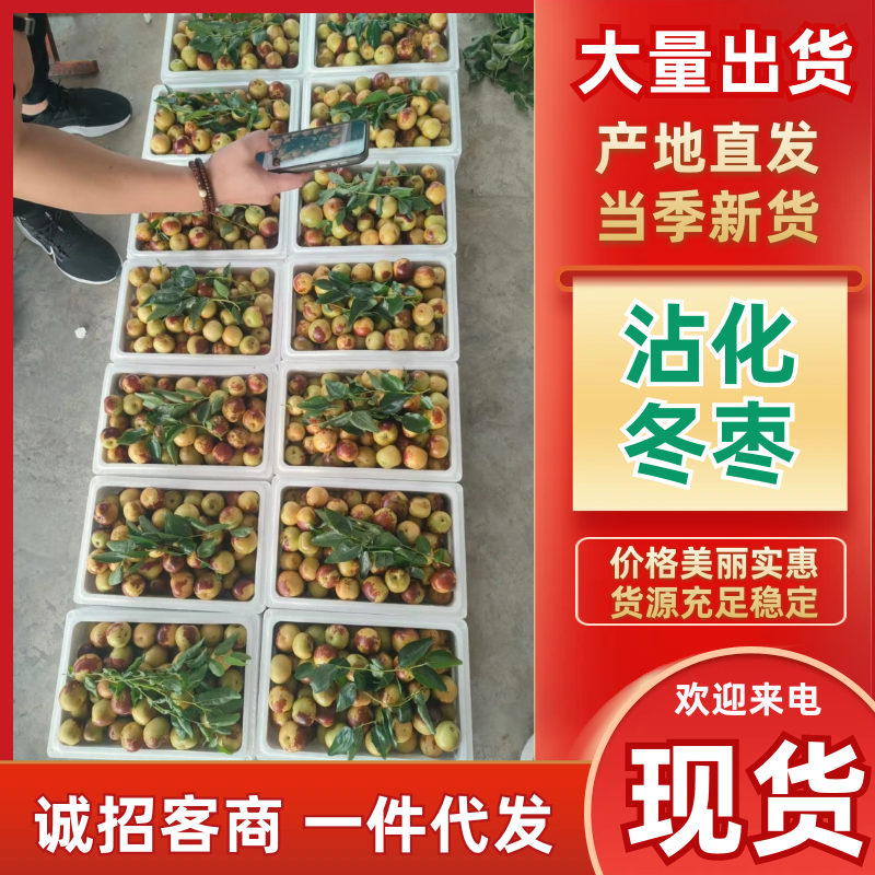 沾化冬枣产地直发一手货源品质保证价格美丽