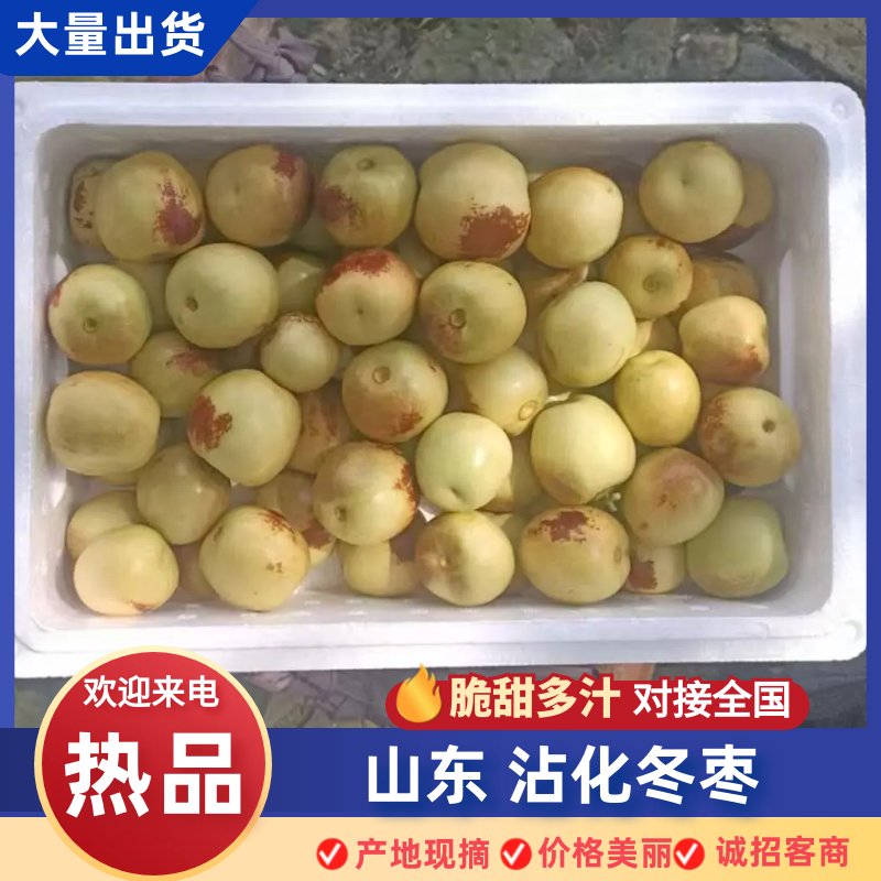 沾化冬枣产地直发一手货源品质保证价格美丽